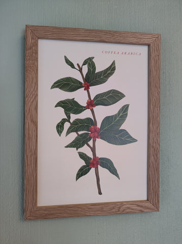 Botanical Coffee Plant Art Print