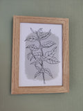 Botanical Coffee Plant Art Print Grey